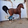 خرید اسب و فروش اسب_ کره سالار فرخشهر