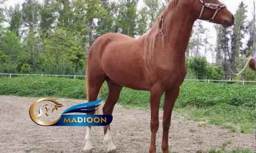 خرید اسب و فروش اسب_ اسب ترکمن نژاد یموت