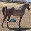 خرید اسب و فروش اسب_مادیون عرب
