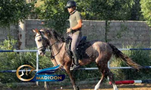 خرید اسب و فروش اسب_ اسب ترکمن یموت