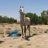 خرید اسب و فروش اسب_ سیلمی توسکا