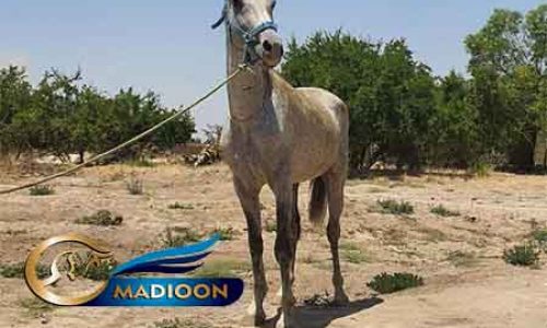 خرید اسب و فروش اسب_ سیلمی توسکا