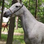 خرید اسب و فروش اسب_گیسو