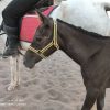 خرید اسب و فروش اسب_ وندا