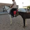 خرید اسب و فروش اسب_ وندا