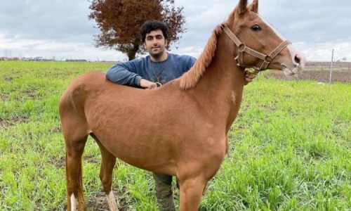 خرید اسب و فروش اسب_ خورشید