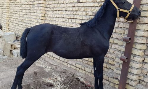 خرید اسب و فروش اسب_کژال