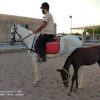 خرید اسب و فروش اسب_ وندا