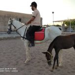 خرید اسب و فروش اسب_ وندا