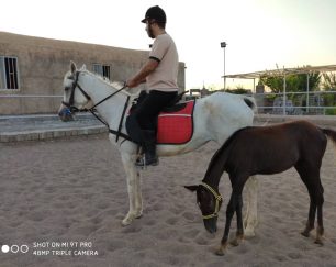 خرید اسب و فروش اسب_ وندا