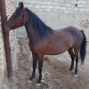 خرید اسب و فروش اسب_کژال