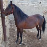 خرید اسب و فروش اسب_کژال