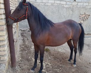 خرید اسب و فروش اسب_کژال