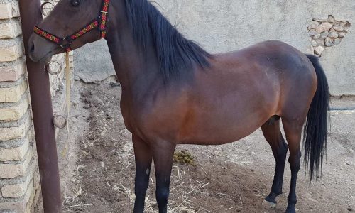 خرید اسب و فروش اسب_کژال