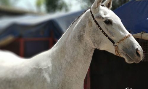 خرید اسب و فروش اسب_گیسو