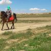 خرید اسب و فروش اسب_ جیران