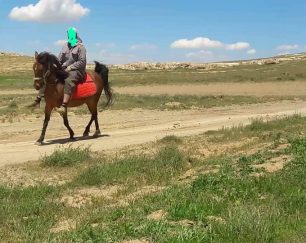 خرید اسب و فروش اسب_ جیران