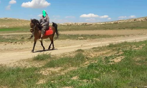 خرید اسب و فروش اسب_ جیران