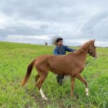 خرید اسب و فروش اسب_ خورشید