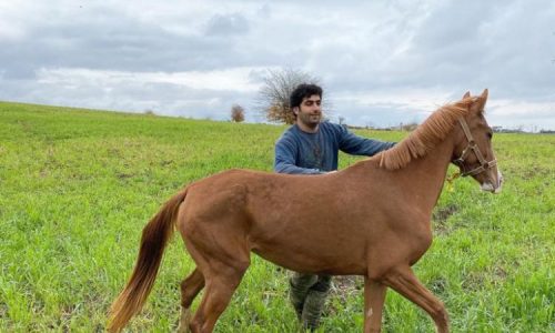 خرید اسب و فروش اسب_ خورشید