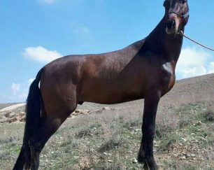 خرید اسب و فروش اسب_ بکتاش