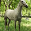 خرید اسب و فروش اسب_گیسو