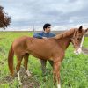 خرید اسب و فروش اسب_ خورشید