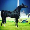 خرید اسب و فروش اسب_اسب عرب