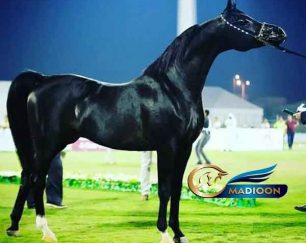 خرید اسب و فروش اسب_اسب عرب