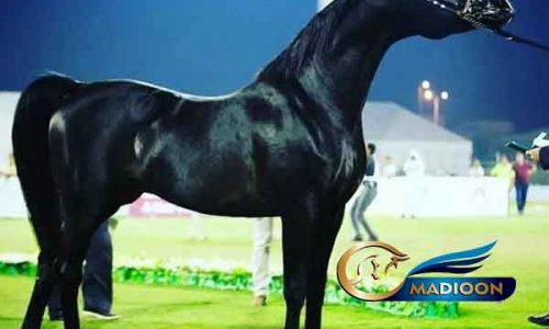 خرید اسب و فروش اسب_اسب عرب