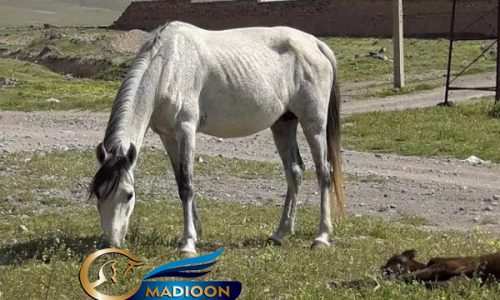 مادیون خرید اسب و فروش اسب_ مادیون کرد