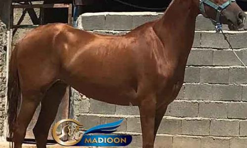 خرید اسب و فروش اسب_ ترجین کتول