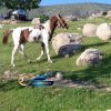 خرید اسب و فروش اسب_ نریان دوساله