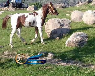 خرید اسب و فروش اسب_ نریان دوساله