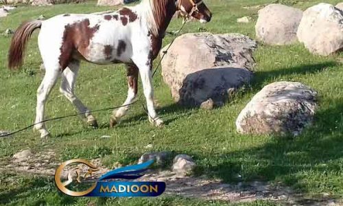 خرید اسب و فروش اسب_ نریان دوساله