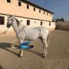 خرید اسب و فروش اسب_سیلمی پرخون ترکمن