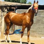 خرید اسب و فروش اسب_ سیلمی آراد خان