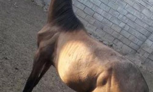 خرید اسب و فروش اسب_ طلا