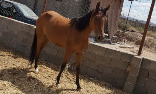 خرید اسب و فروش اسب_شادگل
