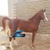 خرید اسب و فروش اسب_ اسب عرب کورسی