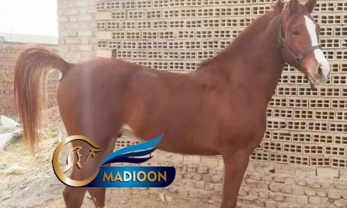 خرید اسب و فروش اسب_ اسب عرب کورسی