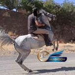 خرید اسب و فروش اسب_ مادیون کرد