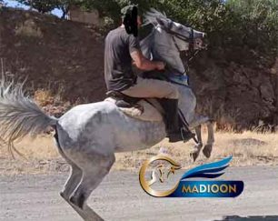 خرید اسب و فروش اسب_ مادیون کرد