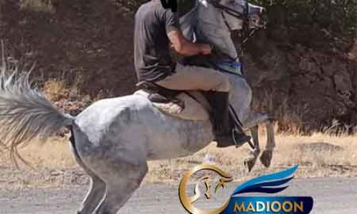 خرید اسب و فروش اسب_ مادیون کرد