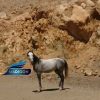 خرید اسب و فروش اسب_اسب نریان