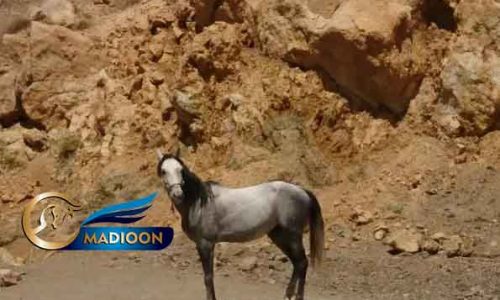 خرید اسب و فروش اسب_اسب نریان