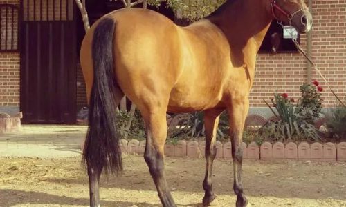 خرید اسب و فروش اسب_آیلر و کره اسب