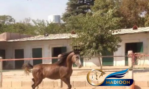خرید اسب و فروش اسب_ اسب عرب خالص ایرانی