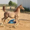 خرید اسب و فروش اسب_ کره عرب مصری