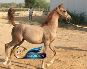 خرید اسب و فروش اسب_ کره عرب مصری